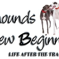 Greyhounds New Beginnings Thumbnail